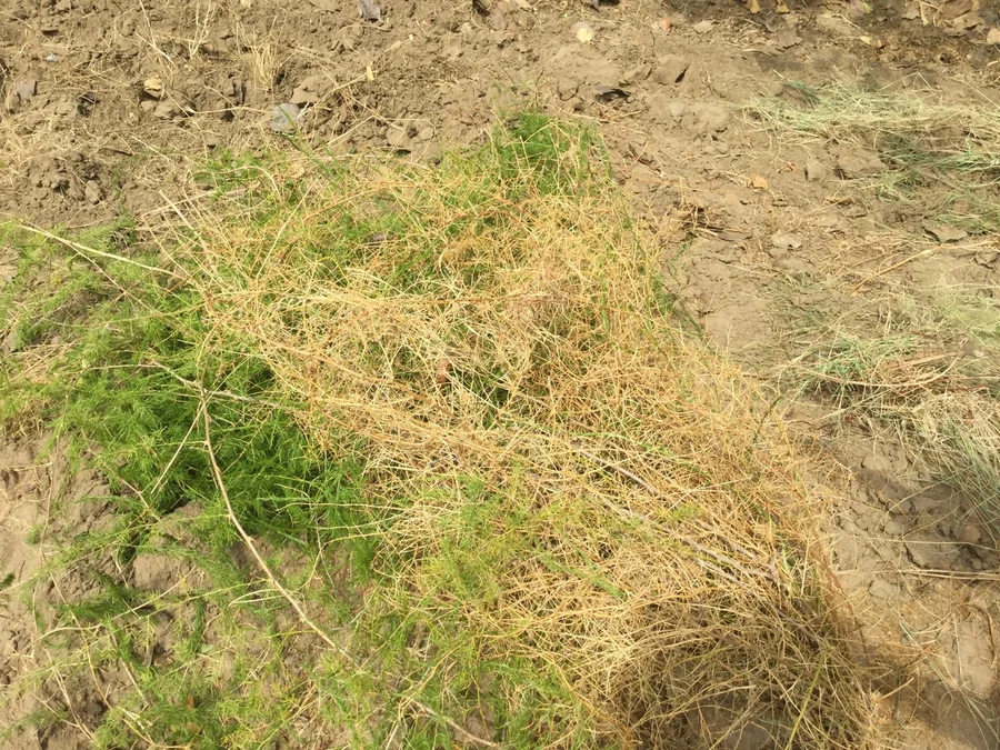 shataavari   Asparagus racemosus 1200